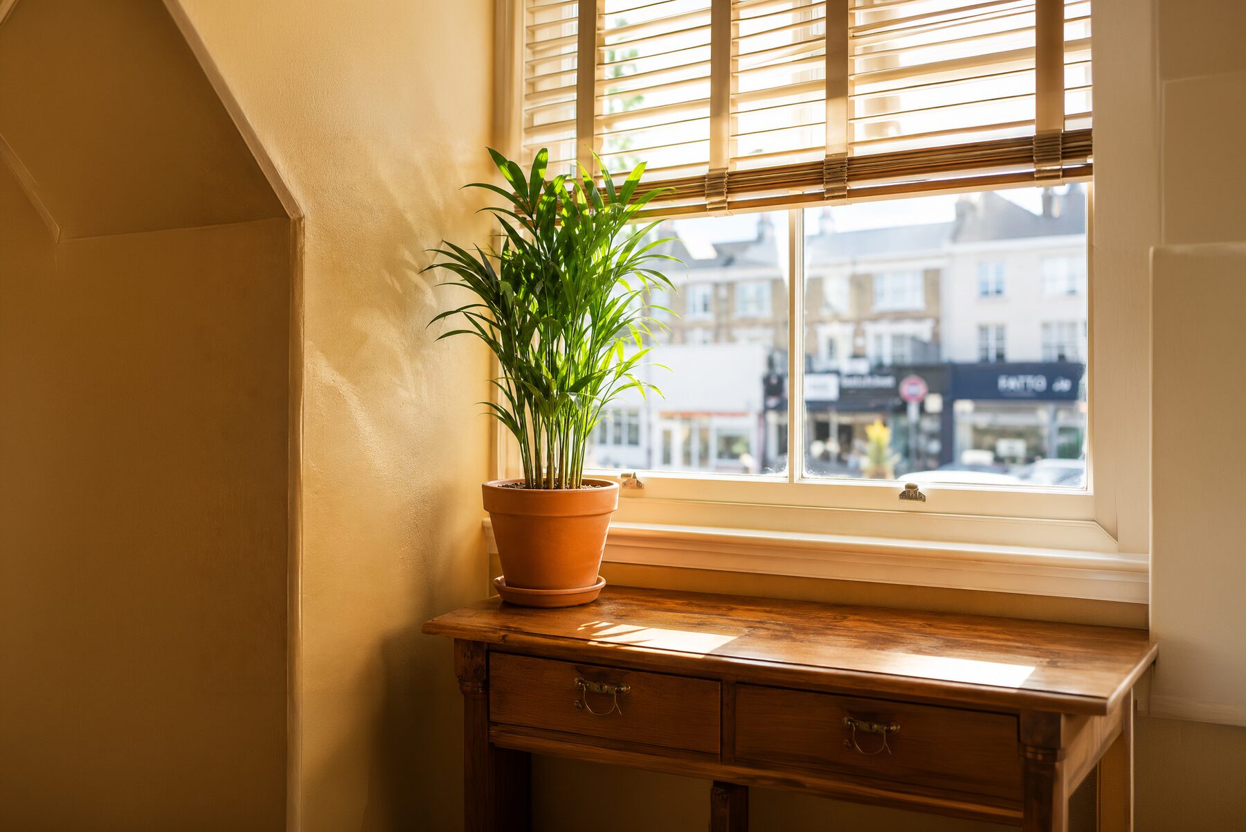 A sunlit New Road therapy room window with a potted plant