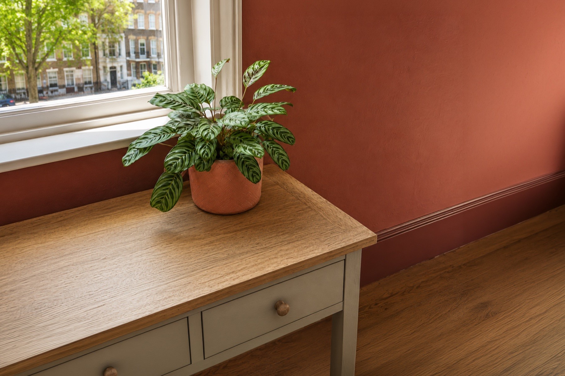A leafy plant beside a sunlit window in a warm New Road room